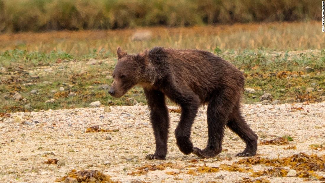 Cnn Co Jp やせ衰えたクマの写真に懸念の声 餌のサケが激減 カナダ