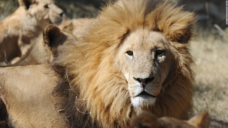 南アフリカの空港で大量のライオンの骨が押収された/Markus Gilliar/Getty Images