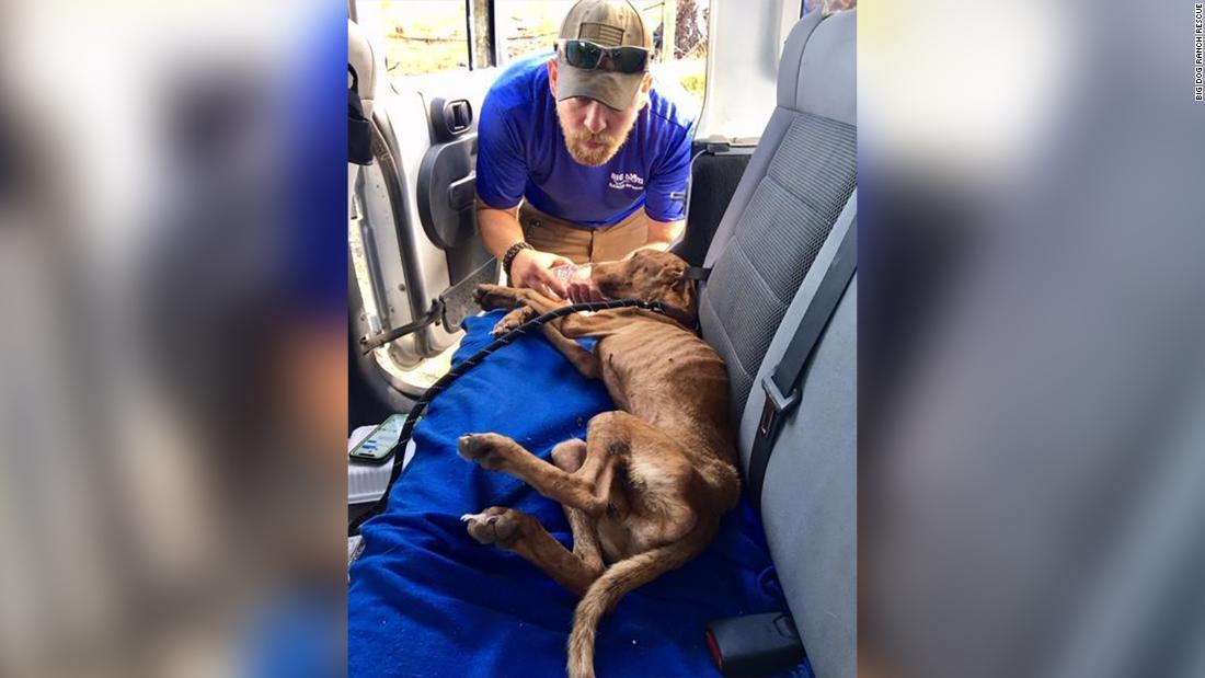 ハリケーン「ドリアン」の被害を受けた建物から約１カ月ぶりに救出された子犬
/Big Dog Ranch Rescue