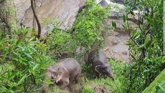 タイの滝でゾウ６頭死ぬ、子どもを助けようと次々に転落か