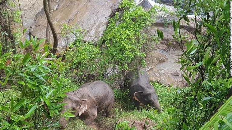 タイの滝でゾウ６頭が死んでいるのが見つかった/Thai Dept of National Parks, Wildlife and Plant Conservation'