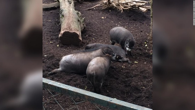 パリの動物園で飼育されているヴィサヤンヒゲイノシシ/Courtesy Meredith Root-Bernstein