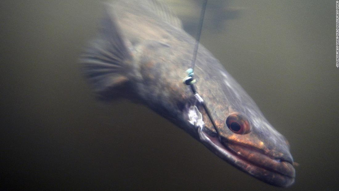 上雷魚 外来種 すべての魚の画像 上雷魚 外来種 すべての魚の画像