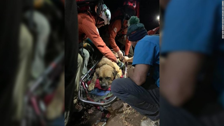 救助されたマスティフ犬の「フロイド」/Salt Lake County Sheriff's Search and Rescue