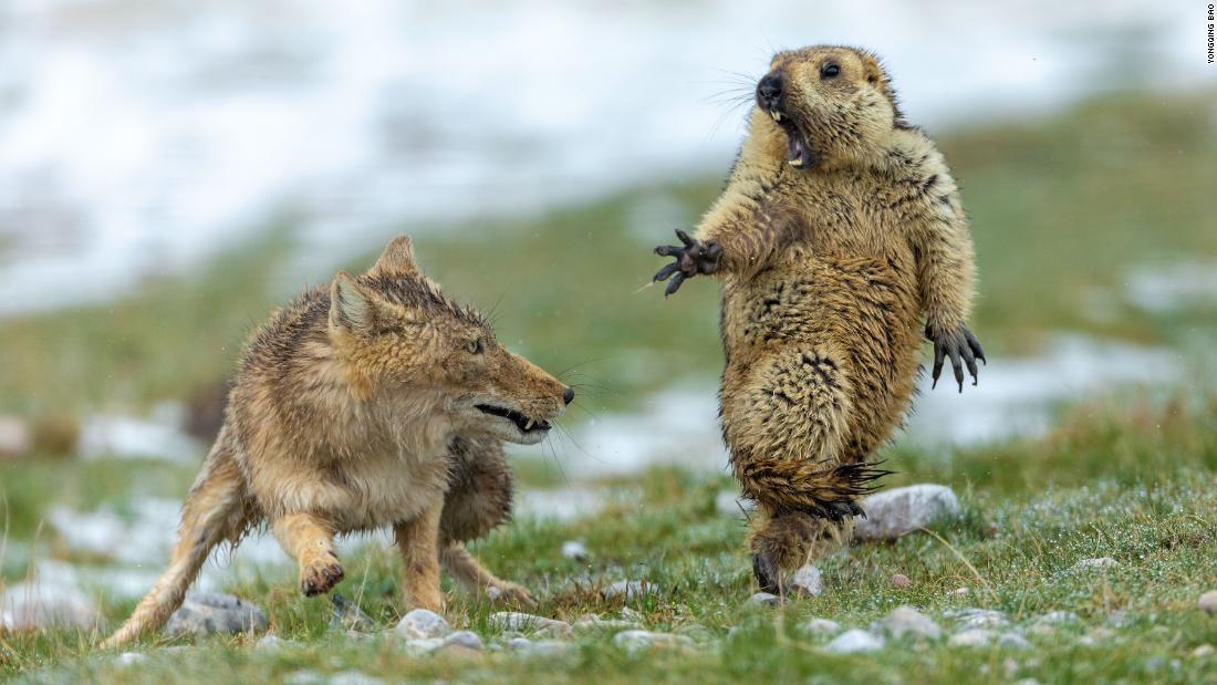 Cnn Co Jp 天敵に襲われ驚愕 思わず片足立ちのマーモット 野生動物写真の大賞受賞