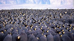 寒風吹きすさぶ南極の海氷の上で身を寄せ合う５０００羽のコウテイペンギン