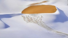 砂漠を覆った雪の上に足跡を残して移動するチベットカモシカの群れ