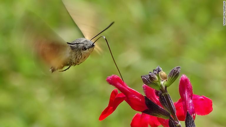 細長い口を花に向かって伸ばすクロスキバホウジャクはフランスで撮影/Thomas Easterbrook