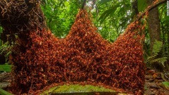 コスタリカ南東部の熱帯雨林で大移動を行うグンタイアリ