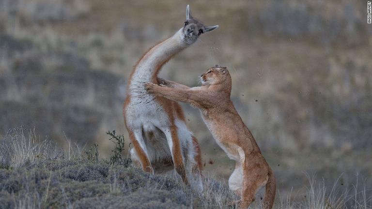 Cnn Co Jp 写真特集 野生動物写真家大賞 各部門の受賞作を見る 1 19