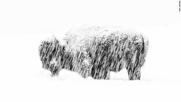 雪の降りしきる米イエローストーン国立公園で１頭だけたたずむアメリカバイソン/Max Waugh