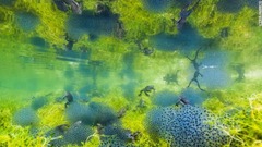 イタリア北部の池で撮影したカエルの群れ