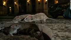 米ニューヨークの歩道で餌を探すドブネズミの一群