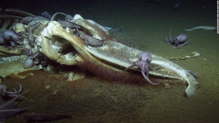 深海１０００メートルの海底にあるクジラの死骸に様々な生物が群がる/Ocean Exploration Trust and NOAA ONMS