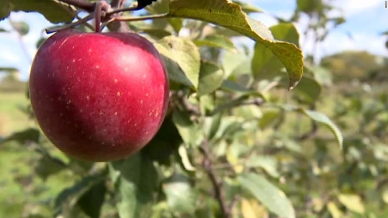 米ミシガン州の果樹園でリンゴ３トン超が盗まれた/WXYZ