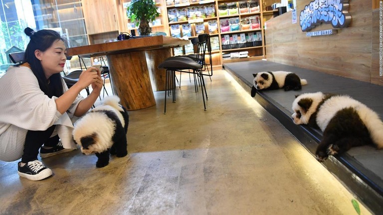 パンダ模様に毛染めされた、中国四川省にあるカフェの犬/Zhang Lang/China News Service/VCG via Getty Images