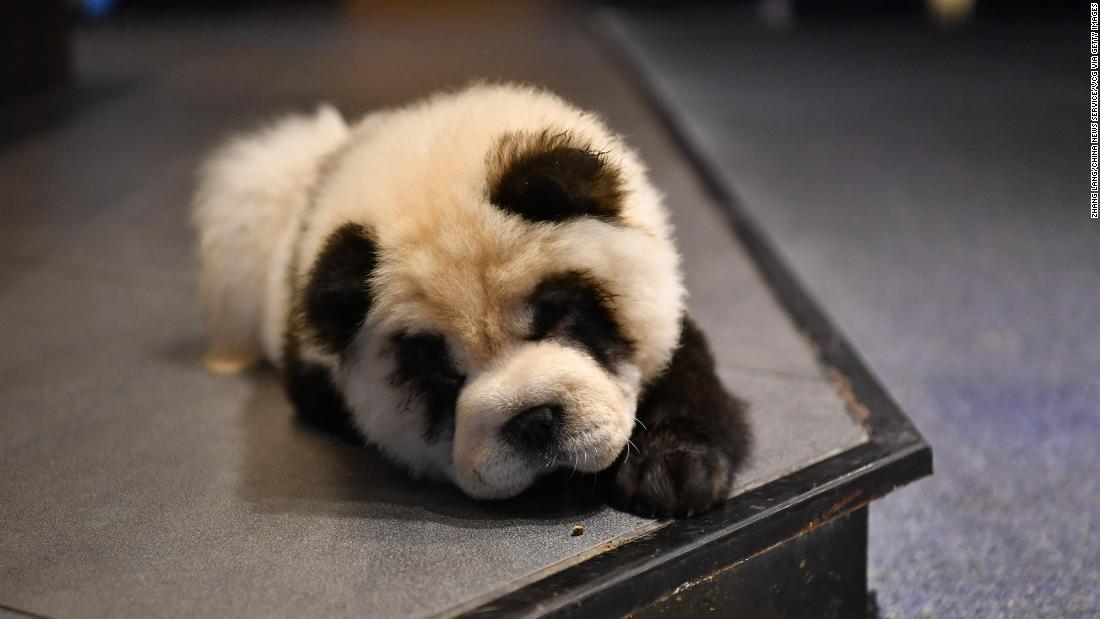 カフェが犬をパンダのように毛染めし、ネット上で批判を浴びている/Zhang Lang/China News Service/VCG via Getty Images