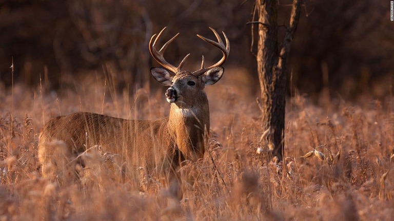 シカ猟をしていた男性が絶命したと思ったシカに近づき、襲われて死亡した/Shutterstock 