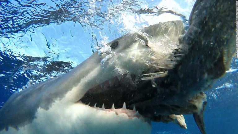 米フロリダ州でサーフィンをしていた男性が、海に飛び込んだところサメの上に乗り、足をかまれて負傷した/Barcroft Media/Barcroft Media/Barcroft Media via Getty Images