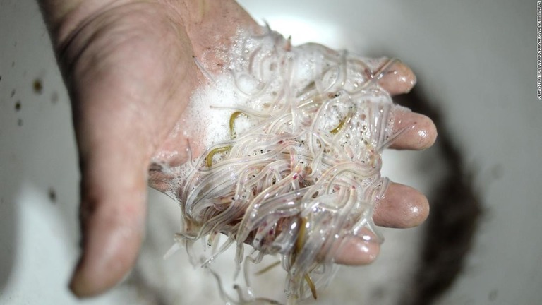 フランスでウナギの稚魚を密輸しようとした中国人の男女が逮捕された/JEAN-SEBASTIEN EVRARD/AFP/AFP via Getty Images