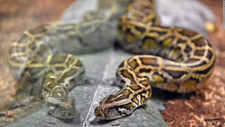 ヘビが首に巻き付いた状態で女性が死亡しているのが見つかった/Roslan Rahman/AFP/Getty Images