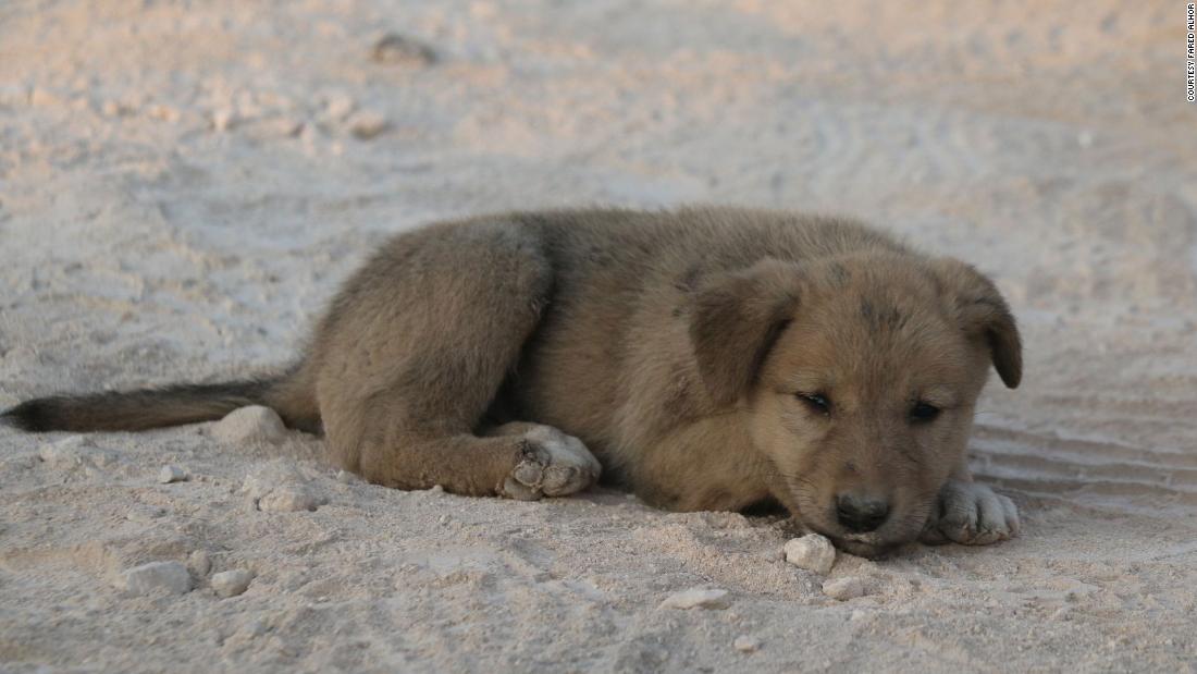 「孤児」となったこの子犬は餓死する危険性があった/Courtesy Fared Alhor