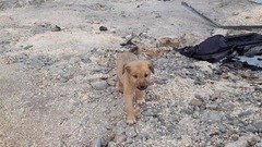 写真特集：ＩＳＩＳ急襲現場にいたもう１匹の犬