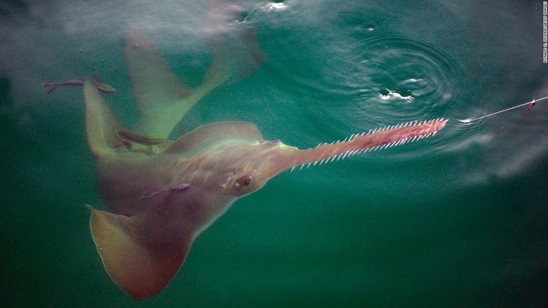 フロリダキーズ近海を泳ぐノコギリエイ＝２０１５年８月５日/Ronald C. Modra/Getty Images