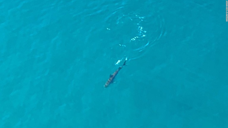 ハワイ・マウイ島近海にサメが２日続けて出没し、海岸が閉鎖を余儀なくされた/Courtesy of Maui County