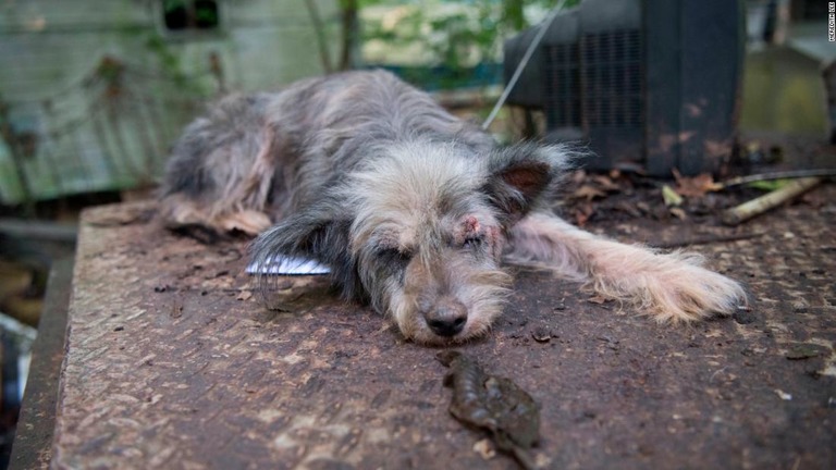 アーカンソー州で２０１６年に起きた虐待が疑われるケースの犠牲となった犬の１頭/Meredith Lee