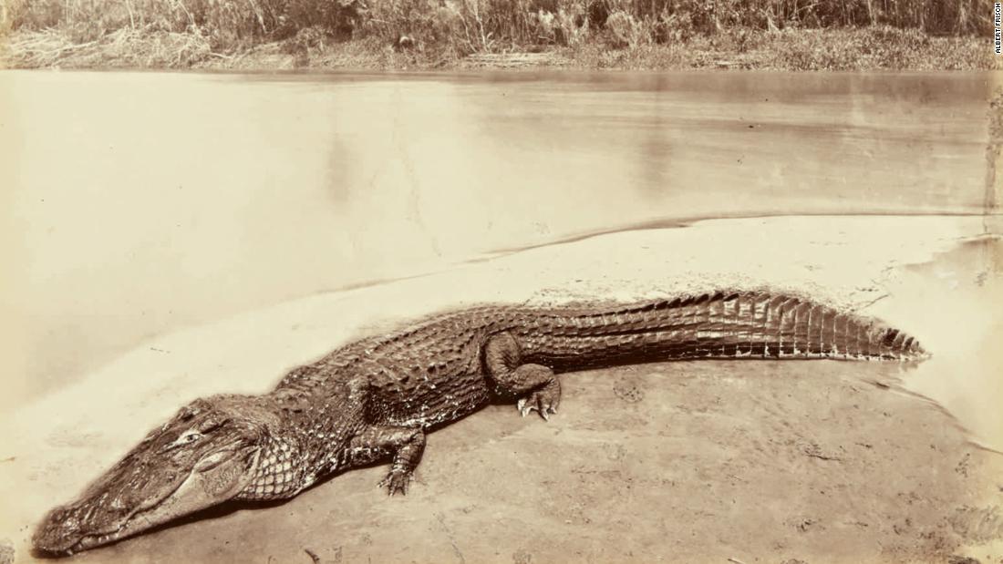 アマゾンの川岸にすむワニ。１９世紀の写真家が撮影した貴重な１枚だ