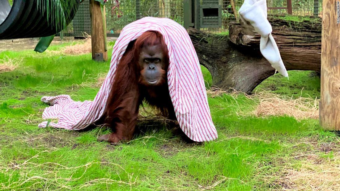 33歳のオランウータン「サンドラ」/Keith VonStein/AP