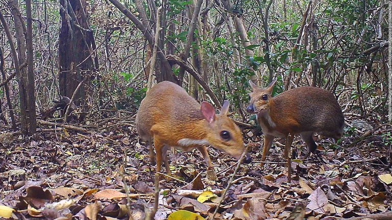 マメジカ希少種、ベトナムで３０年ぶりに発見　絶滅危惧された有蹄類