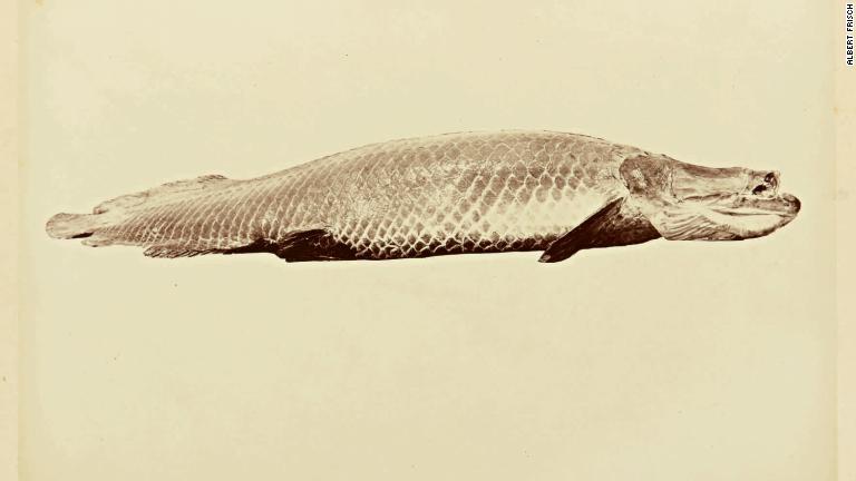 写真には魚や水生哺乳類のほか、３５種類の植物も含まれる。生物学的な記録としての意義もある/Albert Frisch