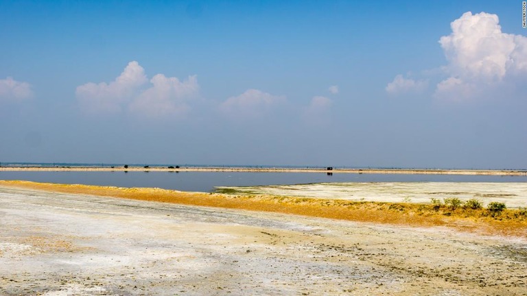 インド北西部のサンバル塩湖で、約２４００羽の鳥の死骸（しがい）が発見された/Shutterstock