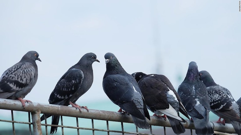 ハトが足の指を失うのは人間の髪の毛に原因があるとする研究が発表された/Shutterstock