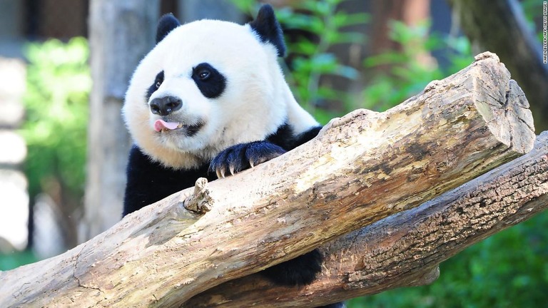 米国から中国に返還されるジャイアントパンダ「ベイベイ」/KAREN BLEIER/AFP/Getty Images