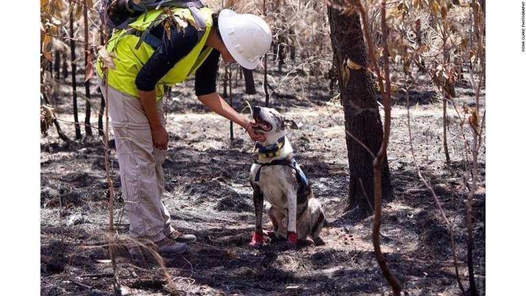 森林火災の現場で「コアラ探知犬」が活躍している/Fiona Clark Photography