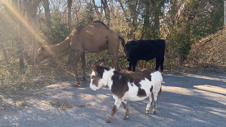 米カンザス州で、ラクダと牛とロバがともに歩く姿が発見された/Goddard Police Department