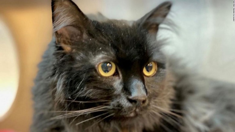 ５年前に行方不明になった猫が、およそ２０００キロ離れた場所で見つかった/Santa Fe Animal Shelter