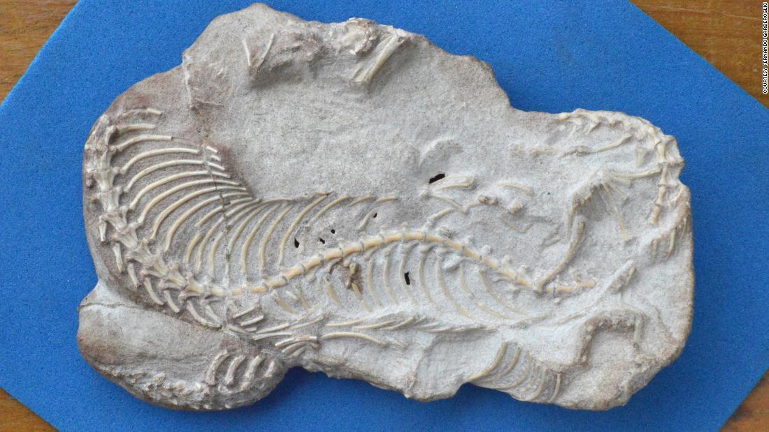 椎骨や頭がい骨の一部を含んだ化石/Courtesy Fernando Garberoglio