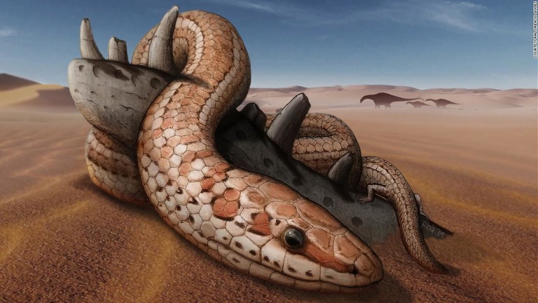 化石の分析によって、後ろ脚がヘビの祖先にとって役立っていた可能性が示唆された/Courtesy Ral Orencio Gomez