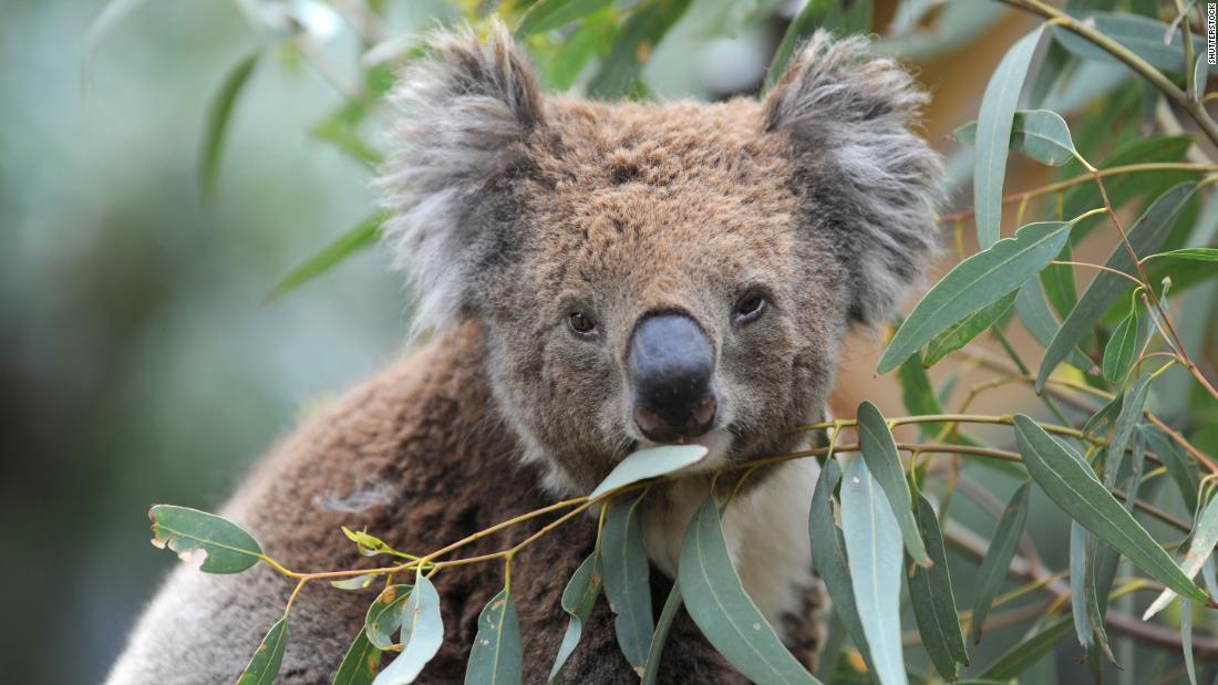Cnn Co Jp 森林火災で大量死 コアラ絶滅の危惧強まる オーストラリア