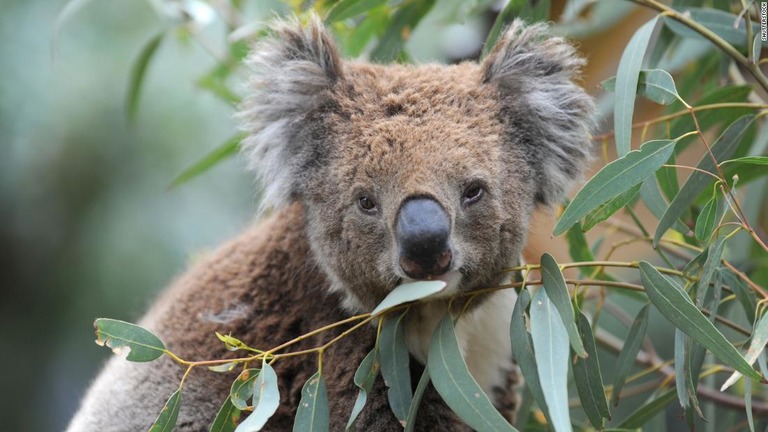 大規模な森林火災によって生息地の大部分が焼き尽くされなどして、コアラが絶滅に近づくとの懸念が強まっている/Shutterstock