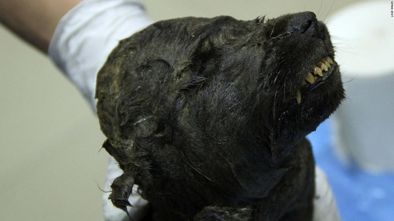 シベリアで１万８０００年前のイヌ科の動物の死骸が発見された/Love Dalen