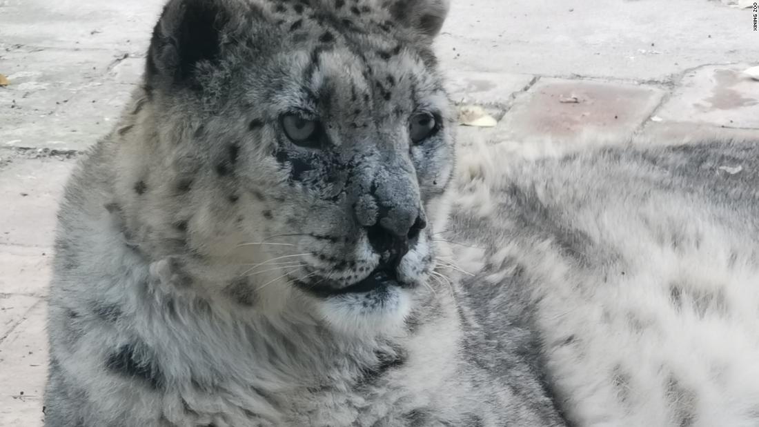 西寧市の動物園によると、中国にはユキヒョウが約２５００頭生息/Xining Zoo