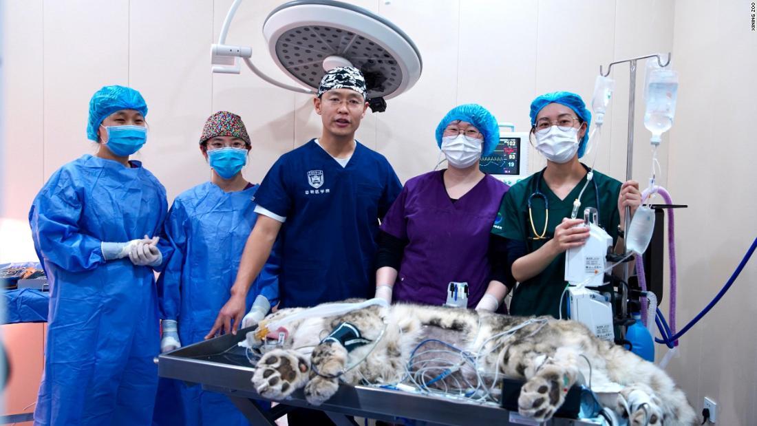 青海省西寧市で野生のユキヒョウに白内障手術を実施=26日/Xining Zoo