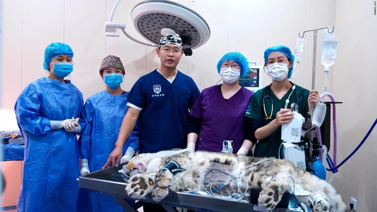 青海省西寧市で野生のユキヒョウに白内障手術を実施＝２６日/Xining Zoo