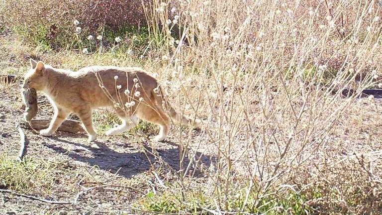 米国の国立公園に非在来種が数多く繁殖していることがわかった
/NPS