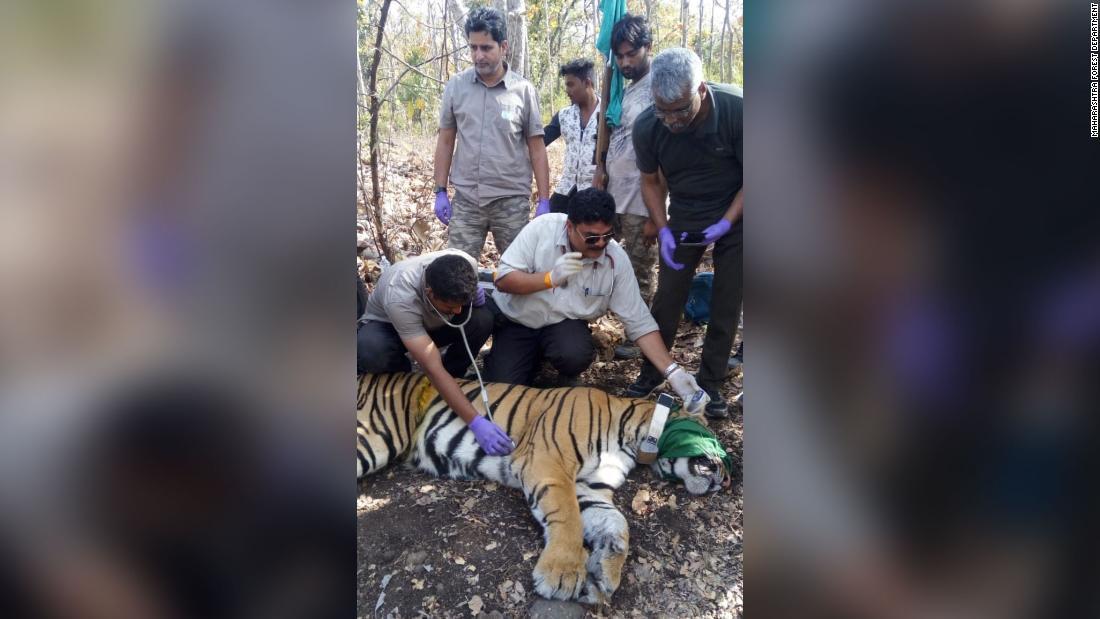 衛星信号で追跡できる首輪をトラにつけて追跡調査を行った/Maharashtra Forest Department